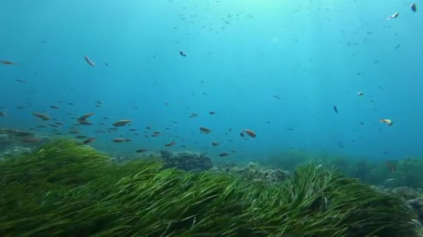 Pequeños Peces Arrecife Nadando Sobre Lecho Marino Posidonia — Vídeo de stock