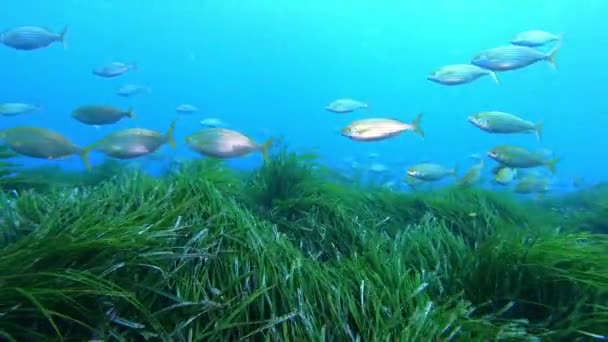 海藻畑の上の金の帯のサンゴ礁の魚 水中シーン — ストック動画