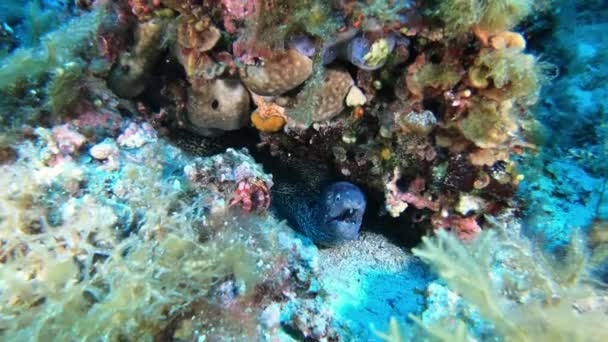 Fauna Submarina Anguila Morena Cangrejo Arenque Arrecife Colorido — Vídeo de stock