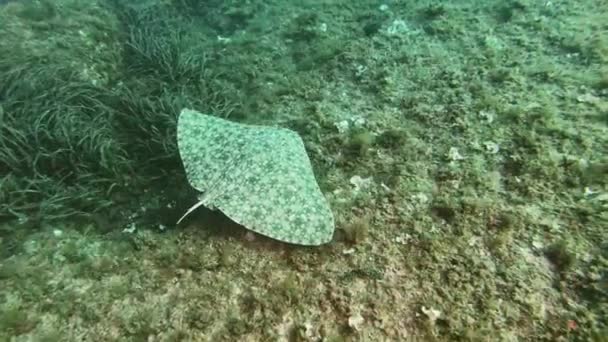 Mediterranean Sea Stingrey Swimming Seabed Scuba Diving Majorca Spain — Stock Video