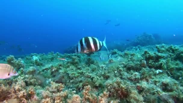 Besugo Imperial Otros Peces Arrecife Scuba Bucean Mar Mediterráneo — Vídeo de stock