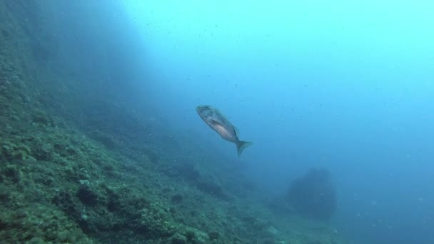 Одни Дентексные Рыбки Плавают Облачной Воде — стоковое видео