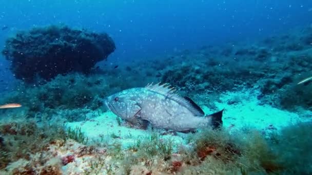 Глубокое Погружение Аквалангом Grouper Fish Resting Seabed Mediterranean Sea Underwater — стоковое видео