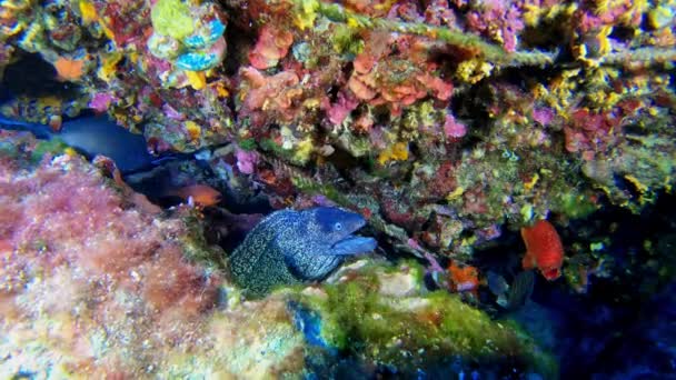 Cena Subaquática Enguia Moray Pouco Damseifish Colorido Recife Mar — Vídeo de Stock
