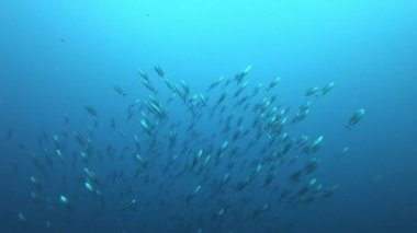 Bulutlu suda balık sürüsü - Mayorka İspanya 'da tüplü dalış