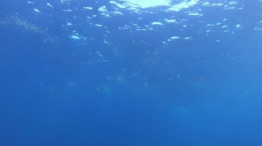 Doğa deniz altı - Barakuda sardalya sürüsünü kovalıyor