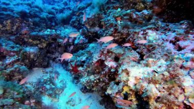 Derin dalış - Kırmızı anthias 45 metre derinlikte balık avlar