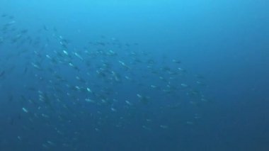 Su altı yaşamı - Bulutlu suda küçük orkinos balıkları okulu 