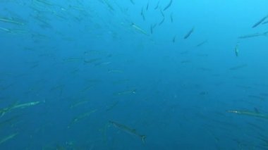 Sualtı sahnesi - Açık denizde büyük bir barakuda balığı sürüsü