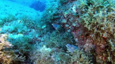 Deniz altındaki vahşi yaşam, resifteki iki yılanbalığı. 