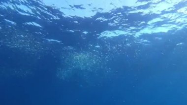 Akdeniz 'de sığ sularda scuba dalışı yapan sardalya okulu