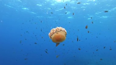 Akdeniz yaşamı - Temiz mavi suda denizanası 