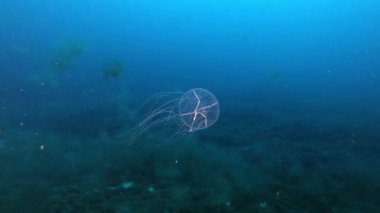 Deniz yaban hayatı - sualtı tehlikeli denizanası - derin scuba dalışı