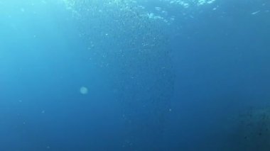 Akdeniz 'de küçük balık yemi topları