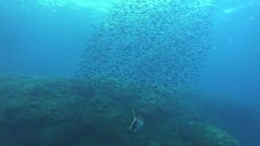 Sualtı sahnesi Amberjack ve barakuda balıkları sardalya yemi topunu kovalıyorlar. 