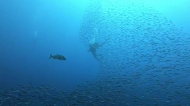 Su altı sahnesi - Amberjack balığı bulutlu suda sardalya yemi topunu kovalıyor - Akdeniz deniz deniz yaşamı