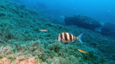 Deniz altı yaşamı - İmparatorluk baligi deniz tabaninda yiyecek ariyor