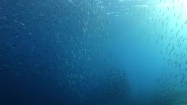 Çok büyük sardalya balıkları bulutlu suda kameraya yakın yüzer. 