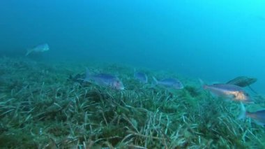 Dentex deniz tabanında balık avlar.