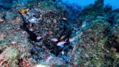 Derin scuba dalışı - 47 metre derinlikte Mayorka İspanya 'da kırmızı anthias balıkçılığı