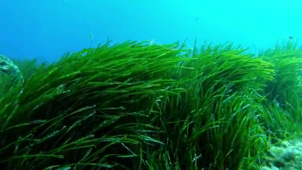 Pov Posidonia Zeewier Zwaaien Middellandse Zee Onderwater Natuur — Stockvideo