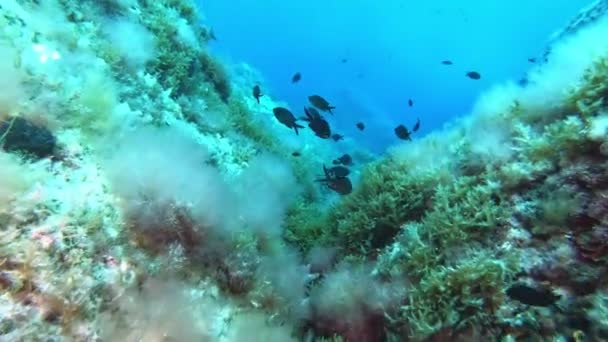 Подводный Пейзаж Pov Дайвинг Средиземном Морском Рифе — стоковое видео