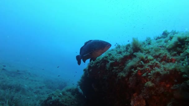 Undervattensscen Bakgrundsbelysning Grouper Fisk Simmar Över Havsbotten — Stockvideo