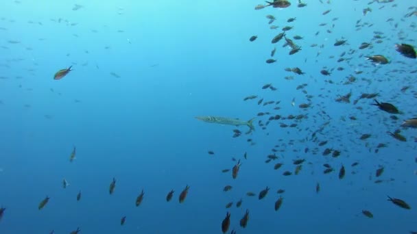 Vida Marinha Mar Mediterrâneo Alone Barracuda Damselfishes Água Azul Limpa — Vídeo de Stock