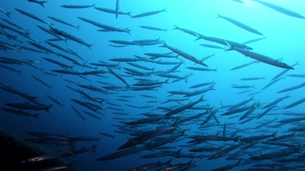 Scène Contre Jour Sous Marine Très Grande École Poissons Barracuda — Video