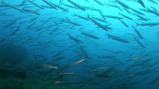 Cardumen Pescado Barracuda Buceo Mallorca España — Vídeos de Stock