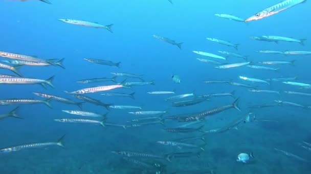 Natureza Subaquática Grande Escola Barracudas Água Muito Azul — Vídeo de Stock