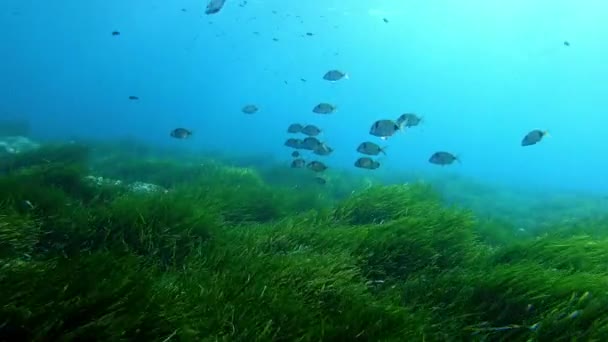 Pov Plongée Sous Marine Dessus Une Algue Posidonia Verte — Video