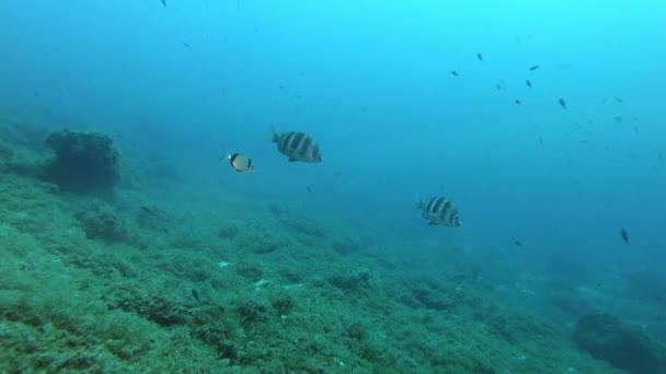 Imperial Breams Swimming Cloudy Water Scuba Diving Mediterranean Sea — Stock Video