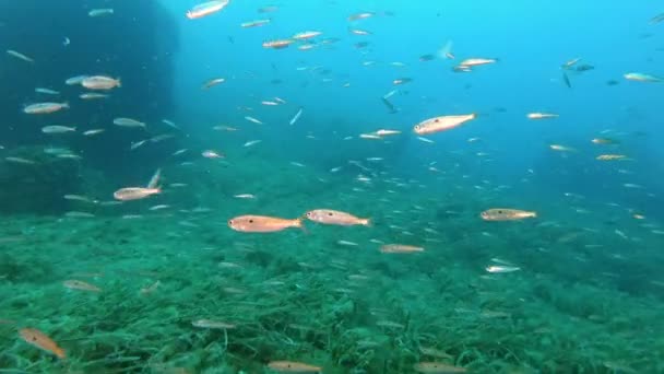 Подводная Природа Маленькие Рыбки Плавают Над Морским Дрейфом Средиземном Море — стоковое видео