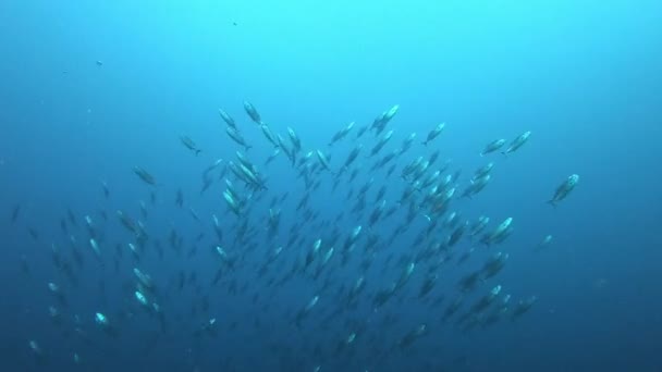 Little Tuna Fish Shoal Cloudy Water Immersioni Subacquee Maiorca Spagna — Video Stock