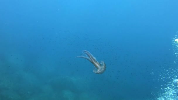 Köpükler Deniz Anaları Temiz Mavi Sularda Doğa Altında — Stok video