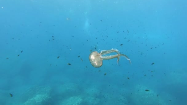 Подводная Жизнь Маленькие Медузы — стоковое видео