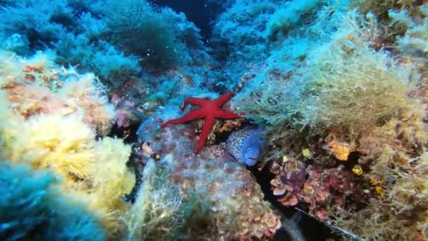 Onderwater Scene Rode Zee Ster Een Murene Paling Een Rif — Stockvideo