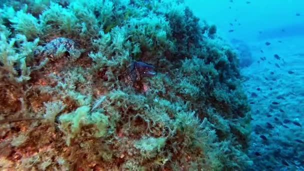 Подводный Дикий Мир Испуганный Мурей Убегает Камеры — стоковое видео