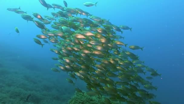 Medelhavet Guld Banded Fiskar Skola Undervattens Scener Dykning Mallorca Span — Stockvideo