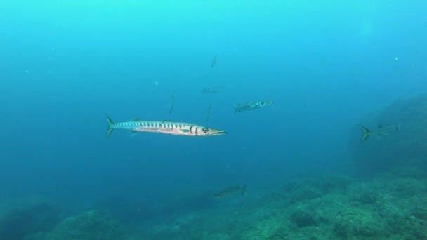 Vida Submarina Mediterránea Barracudas Tranquilas Aguas Nubladas — Vídeo de stock