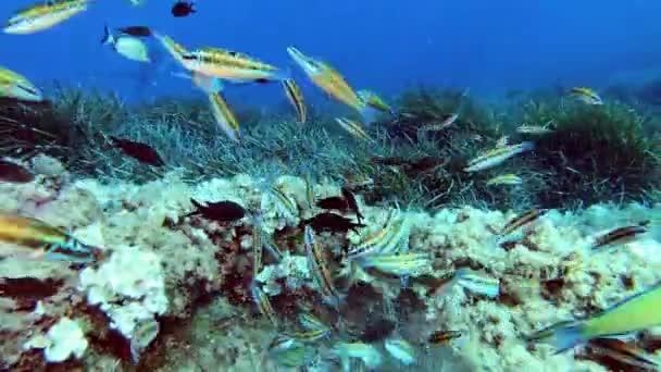 Unterwasserszene Riffgrüne Fische Schwimmen Dicht Der Kamera Unterwasserwelt Des Mittelmeeres — Stockvideo