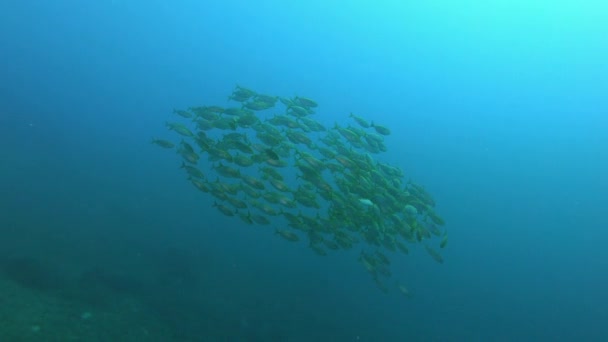 混浊水中的淡水鱼学校 — 图库视频影像
