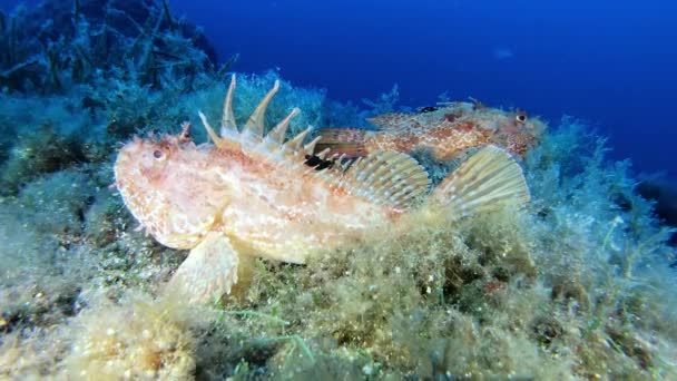 Fauna Silvestre Submarina Mar Mediterráneo Pez Escorpión Tranquilo Lecho Marino — Vídeo de stock
