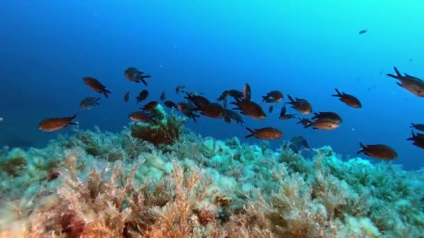 Onderwater Scene Damselfishes Een Middellandse Zee Rif Natuur Onderwater — Stockvideo