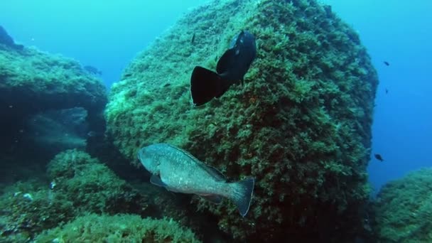 Vida Marina Mediterránea Dos Peces Mero Scuba Buceo Mallorca España — Vídeo de stock