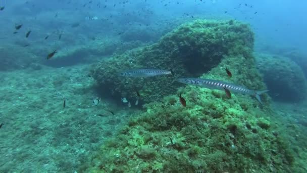 地中海海洋生物 两条梭鱼 西班牙马略卡岛的Scuba潜水 — 图库视频影像