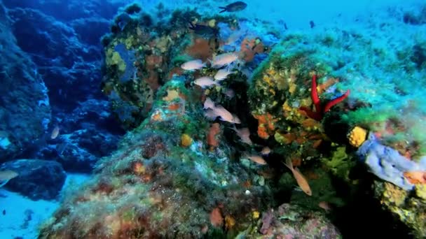 Diepzeeduiken Anthias Vist Een Kleurrijk Rif Meter Onder Water — Stockvideo