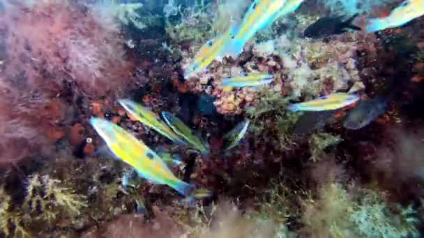 Resifte Yüzen Küçük Yeşil Balıklar Sualtı Sahnesi — Stok video