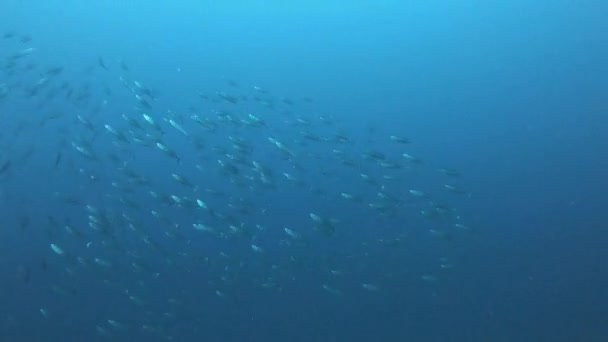 Vida Subaquática Pequena Escola Peixes Atum Água Nublada — Vídeo de Stock